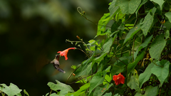 Lampornis amethystinus