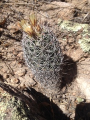 Coryphantha clavata stipitata