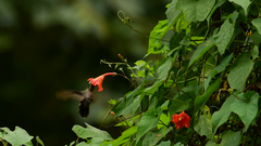 Lampornis amethystinus