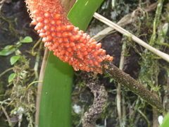 Anthurium upalaense