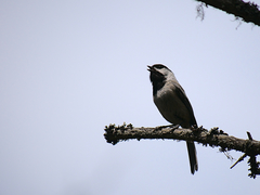Poecile atricapillus image