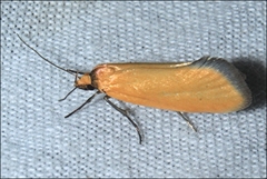 Microbela