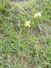Echeandia mexicana