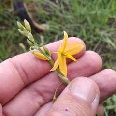 Echeandia mexicana