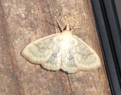 Crocidophora serratissimalis