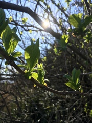 Lonicera involucrata