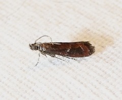 Varneria atrifasciella