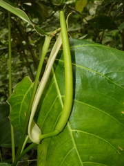 Anthurium subsignatum