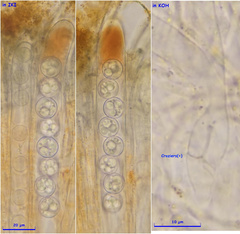 Pulvinula convexella