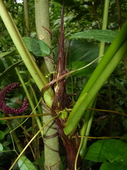 Anthurium subsignatum