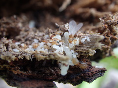 Pheidole parva