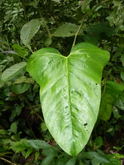 Anthurium subsignatum