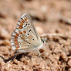 Aricia montensis