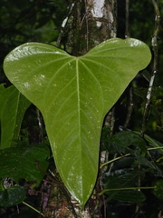 Anthurium subsignatum