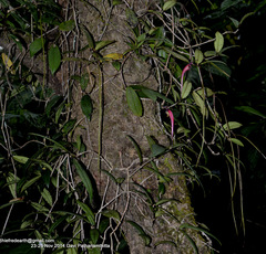 Aeschynanthus perrottetii