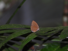 Arhopala major