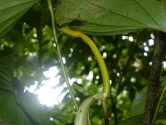 Anthurium subsignatum