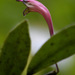 Aeschynanthus perrottetii - Photo (c) Chief RedEarth, some rights reserved (CC BY-NC-ND), uploaded by Chief RedEarth