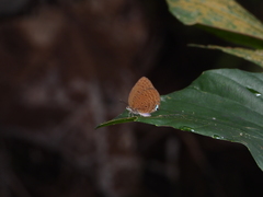 Arhopala major