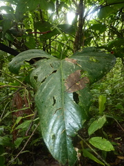 Anthurium subsignatum