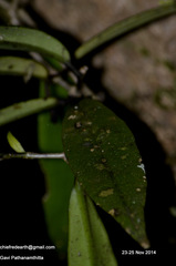 Aeschynanthus perrottetii