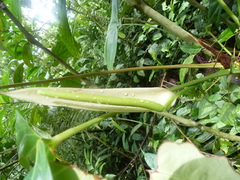 Anthurium subsignatum