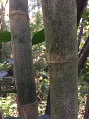 Guadua trinii