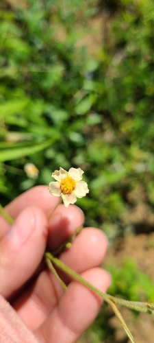 Image of Wissadula periplocifolia by (c) ritirene, some rights reserved (CC BY)