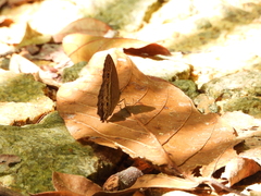 Mycalesis perseoides