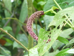 Anthurium subsignatum