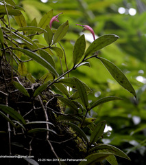 Aeschynanthus perrottetii