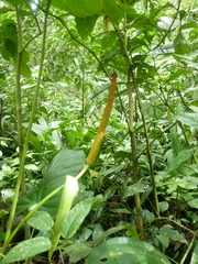 Anthurium subsignatum