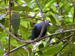 Phaenicophaeus sumatranus