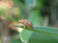 Colaspis brunnea