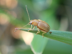 Colaspis brunnea