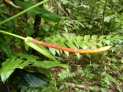 Anthurium subsignatum