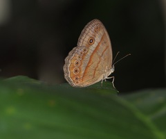 Mycalesis fusca