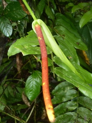 Anthurium subsignatum