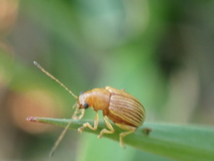 Colaspis brunnea