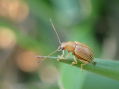 Colaspis brunnea