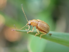 Colaspis brunnea