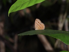 Mycalesis fusca