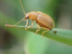 Colaspis brunnea