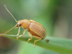 Colaspis brunnea