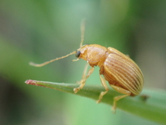 Colaspis brunnea