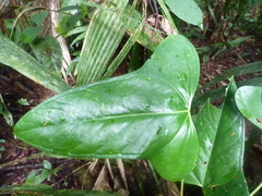 Anthurium subsignatum