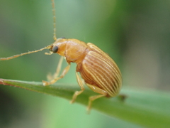 Colaspis brunnea