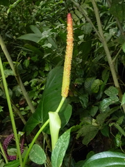 Anthurium subsignatum