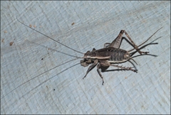 Lepidogryllus