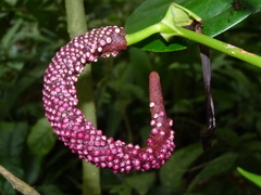 Anthurium subsignatum